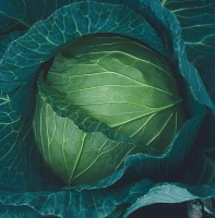/album/fronteira-seeds/cabbage-taishita-jpg/